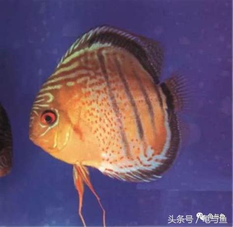 七彩神仙魚品種|【神仙魚專題】十一種七彩神仙魚